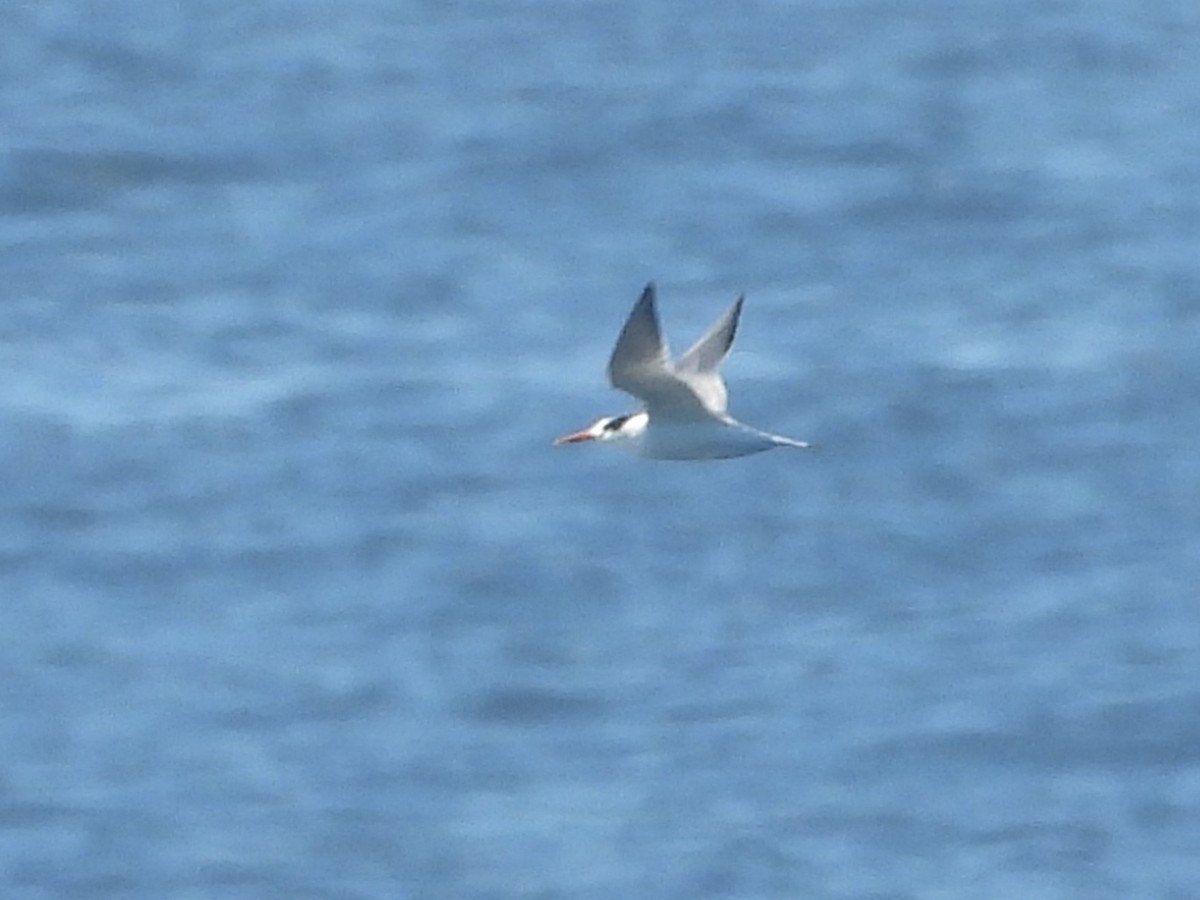 Elegant Tern - ML643742226