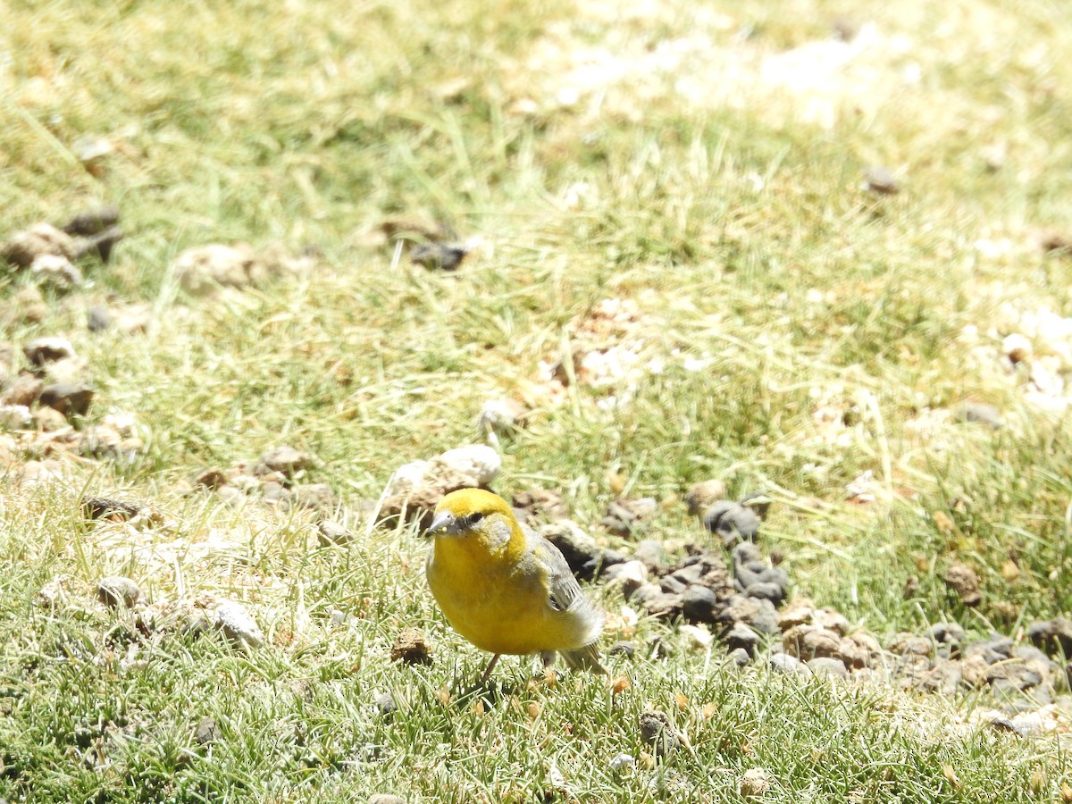 Bright-rumped Yellow-Finch - ML643742228