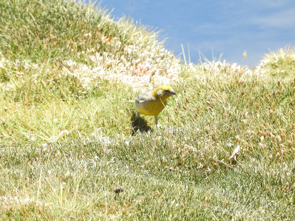 Bright-rumped Yellow-Finch - ML643742229