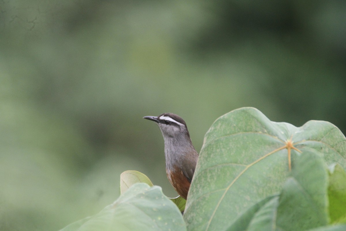Palani Laughingthrush - ML643742239