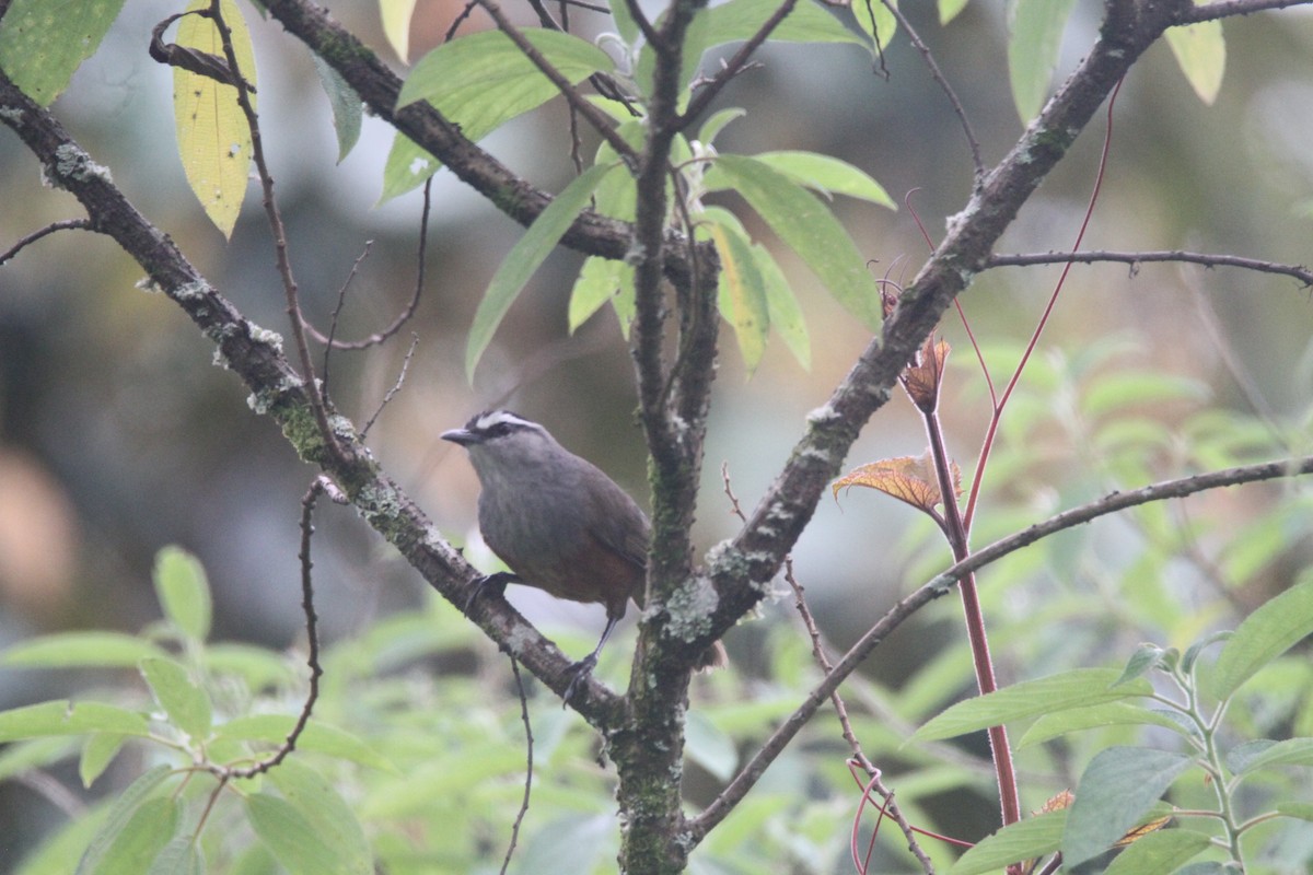 Palani Laughingthrush - ML643742240