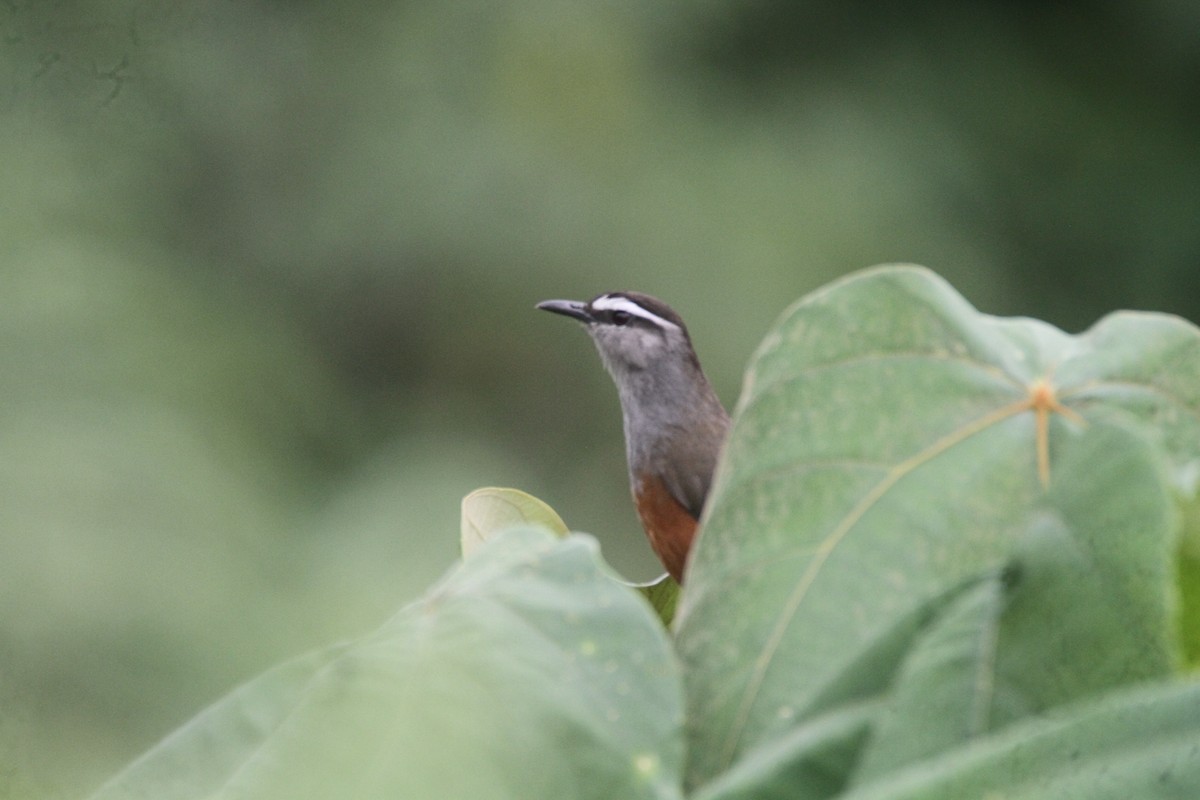 Palani Laughingthrush - ML643742241