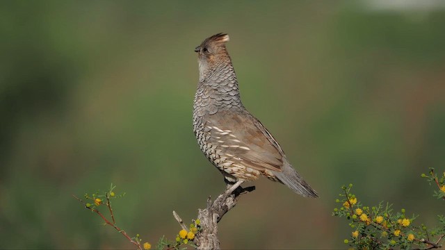 Scaled Quail - ML643742242