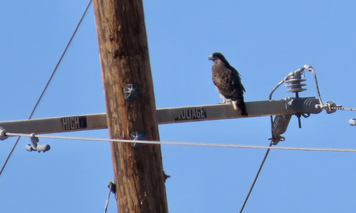 Red-tailed Hawk - ML643742272