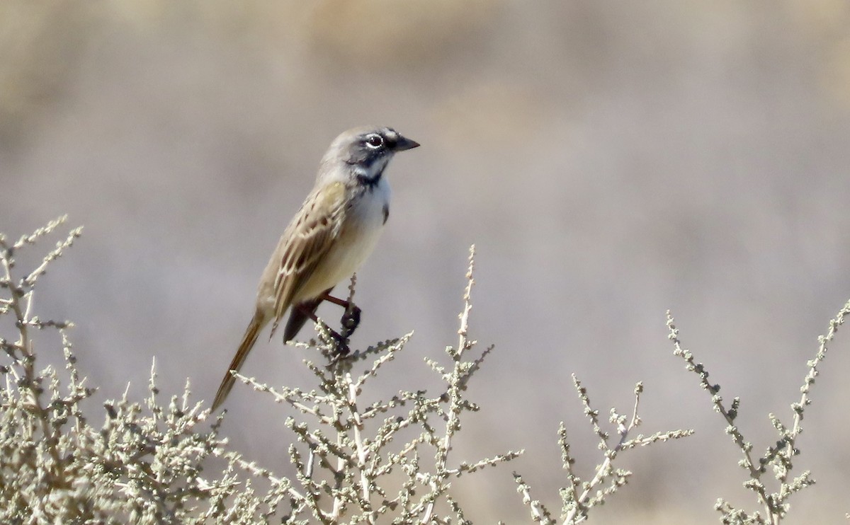 Bell's Sparrow - ML643742279