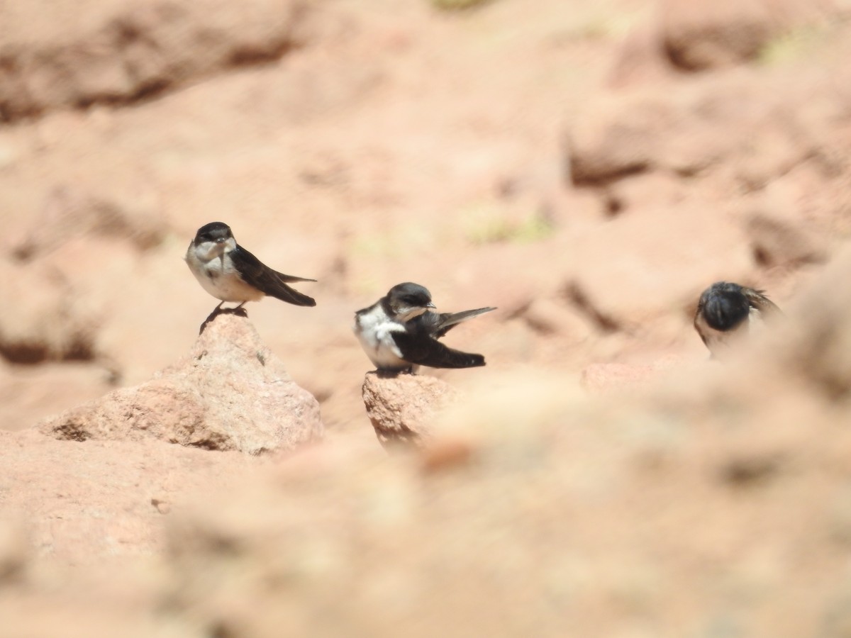 Blue-and-white Swallow - ML643742285