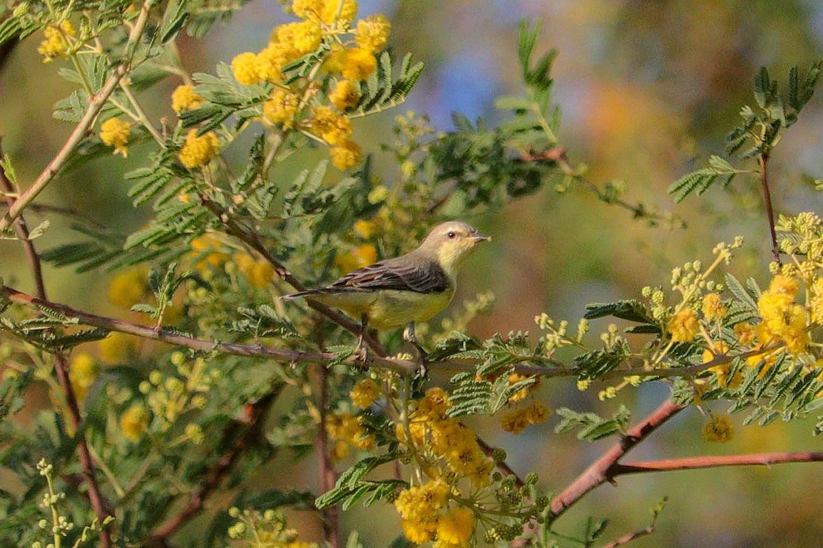 Nile Valley Sunbird - ML643742317