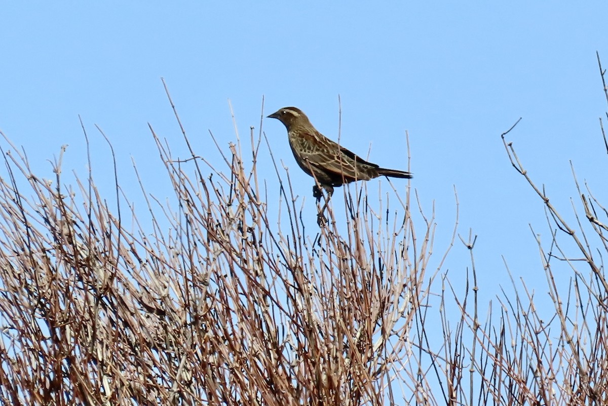 Red-winged Blackbird - ML643742321
