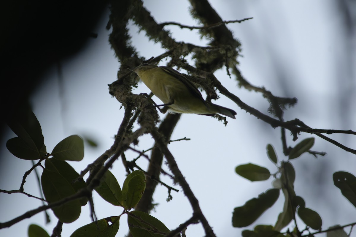 Philadelphia Vireo - ML643742322