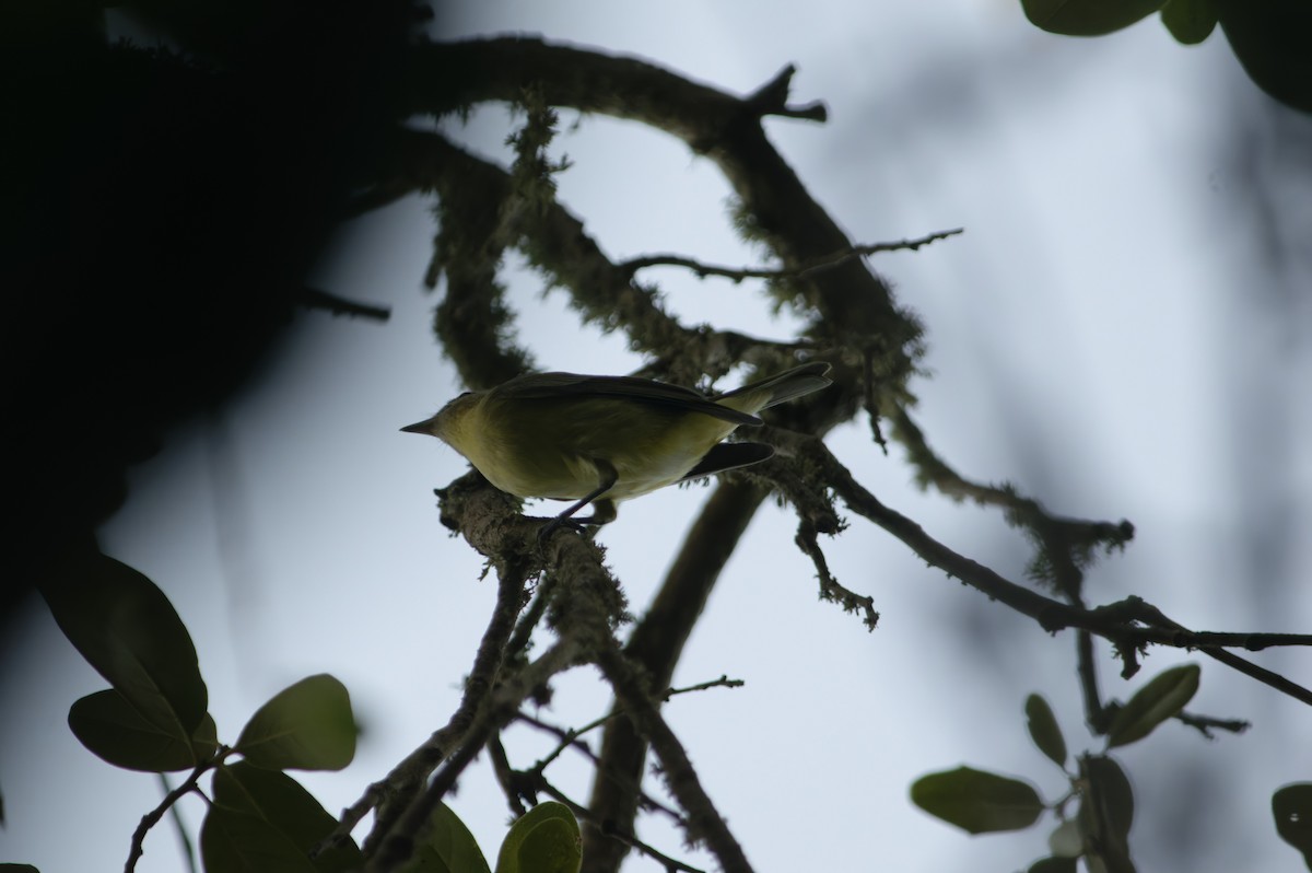 Philadelphia Vireo - ML643742323