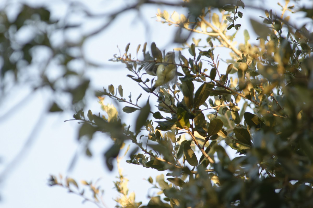 Philadelphia Vireo - ML643742324