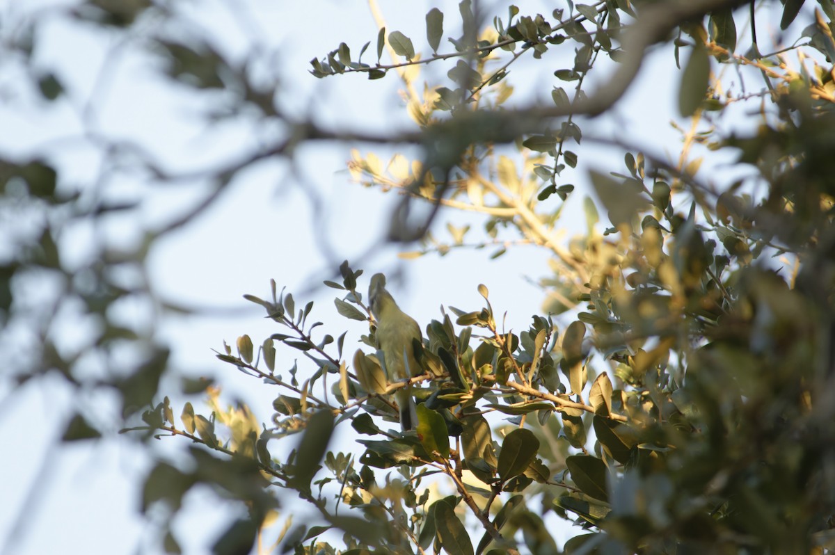 Philadelphia Vireo - ML643742325