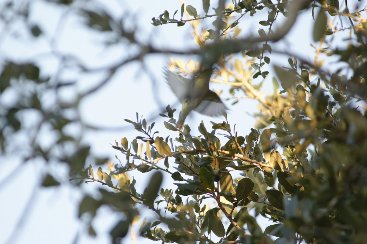 Philadelphia Vireo - ML643742327