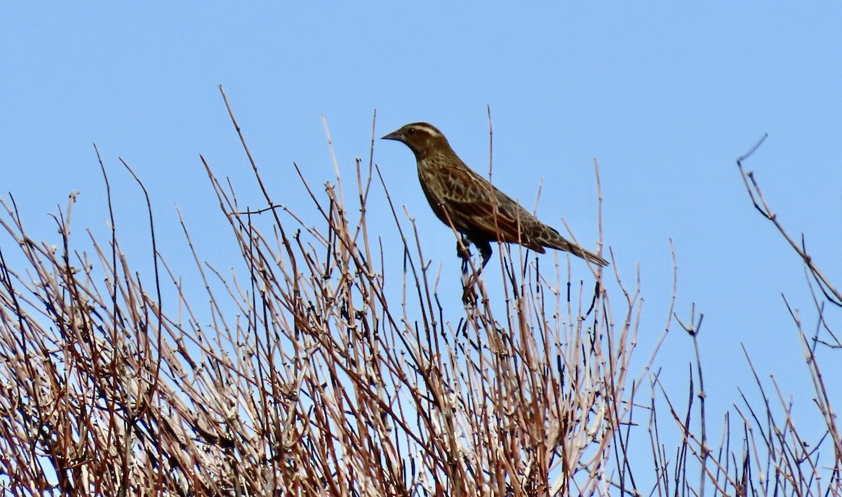 Red-winged Blackbird - ML643742329