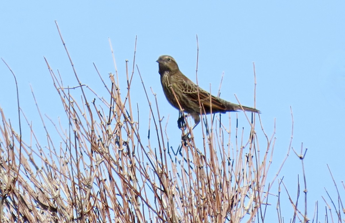 Red-winged Blackbird - ML643742331
