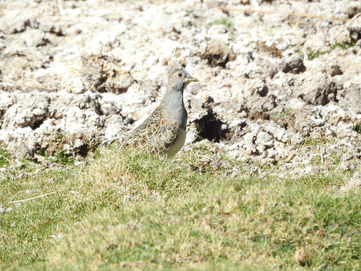 Gray-breasted Seedsnipe - ML643742333