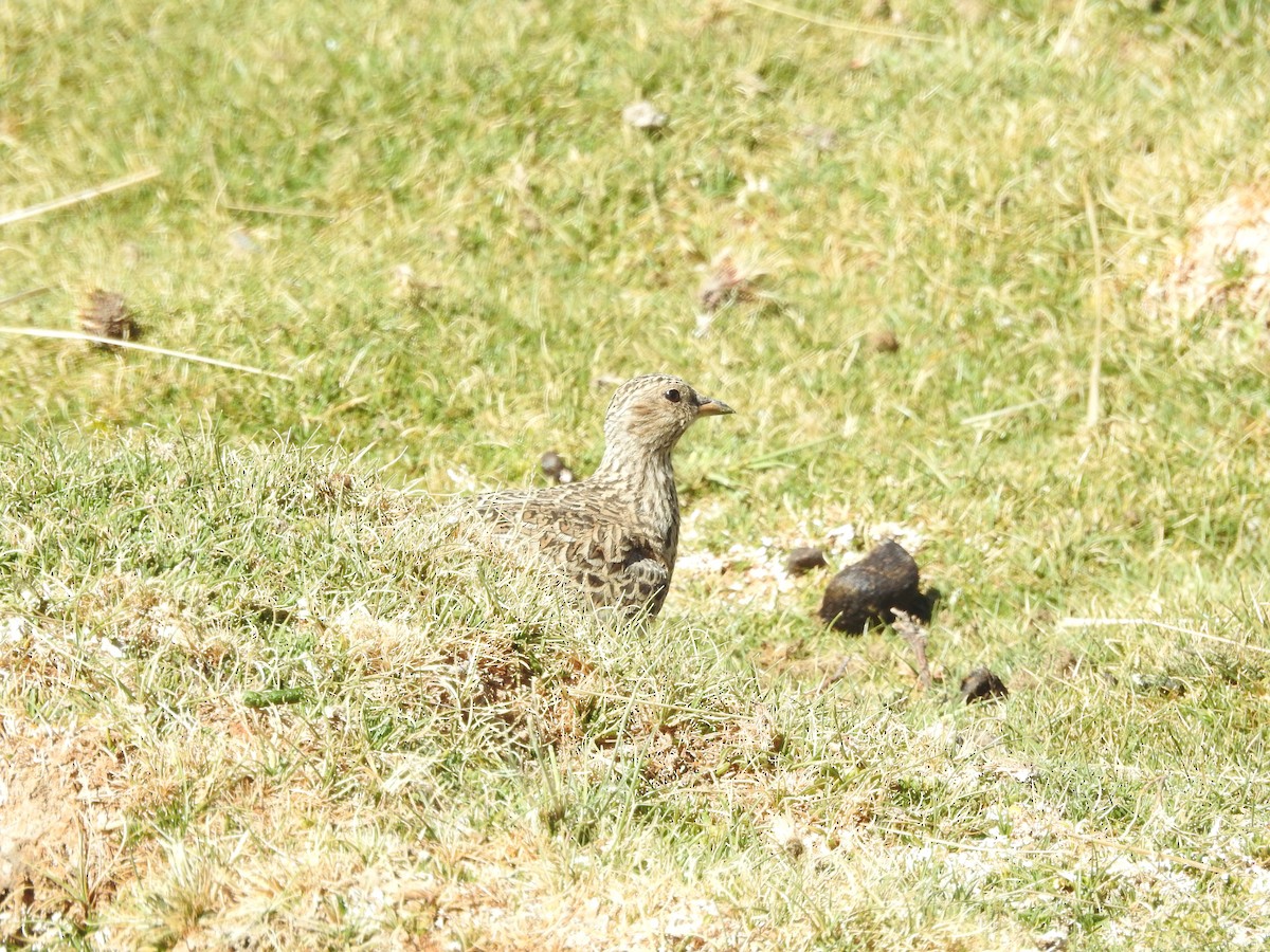 Gray-breasted Seedsnipe - ML643742335