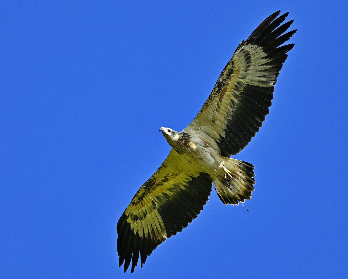 White-bellied Sea-Eagle - ML643742346