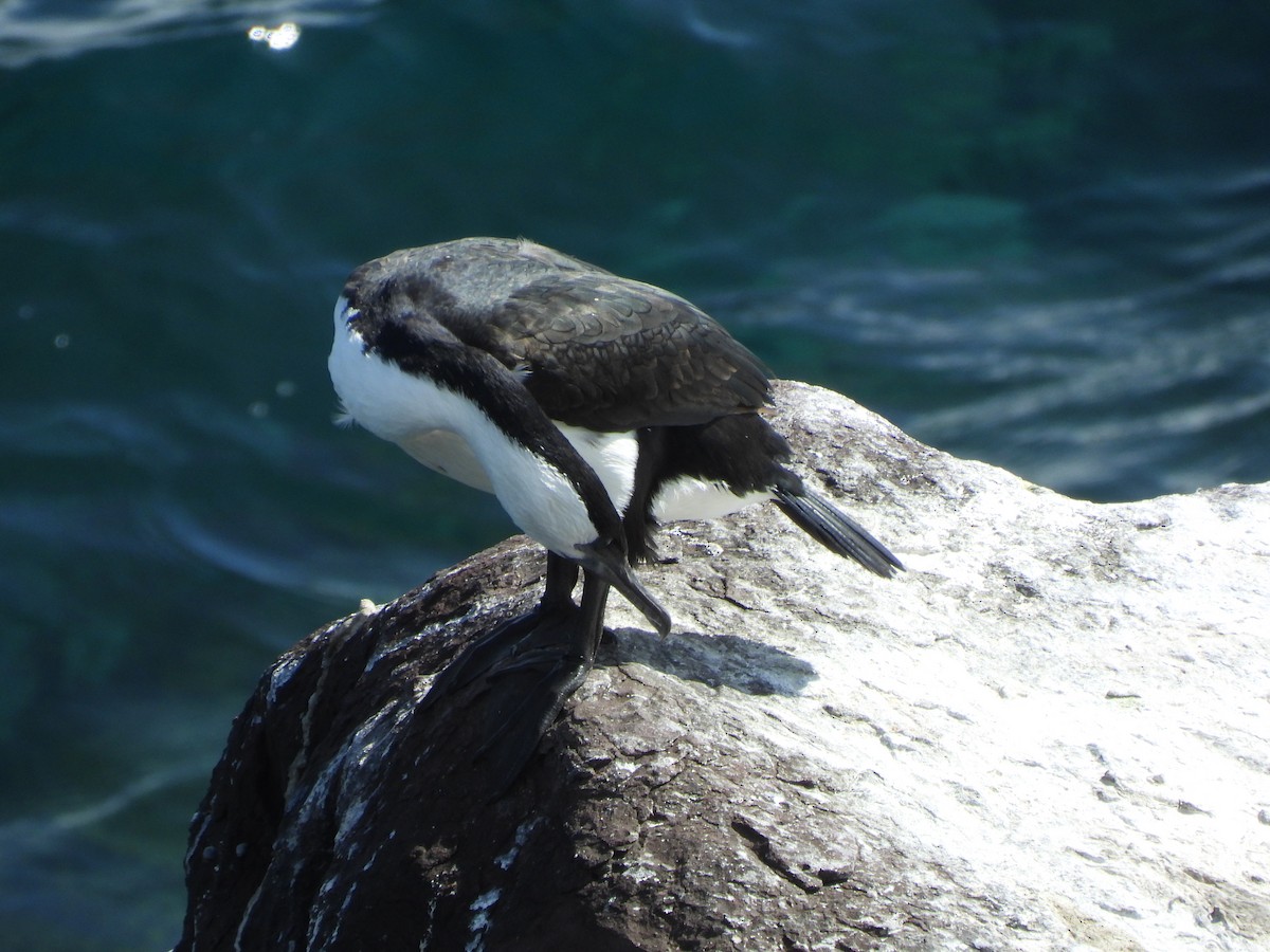 Black-faced Cormorant - ML643742362