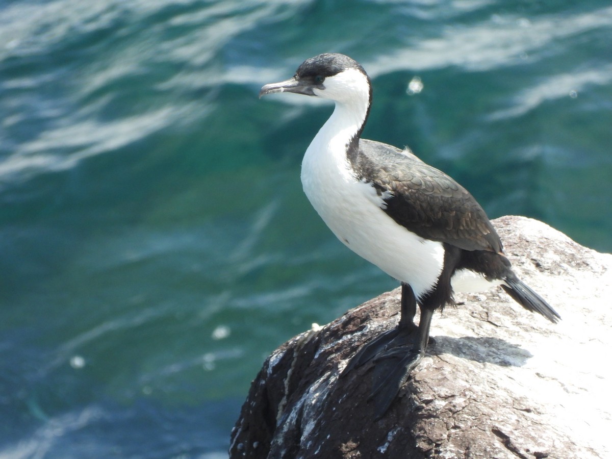 Black-faced Cormorant - ML643742363