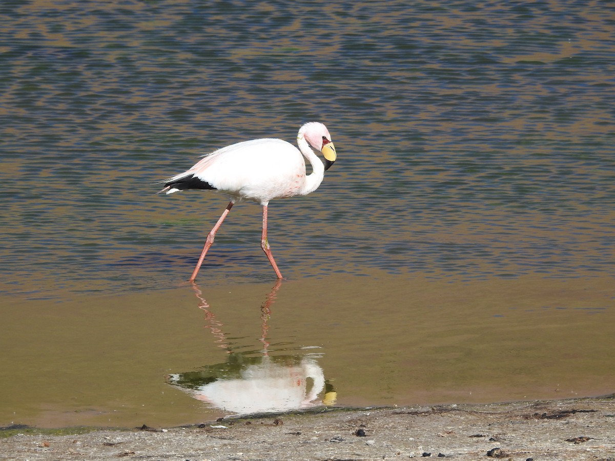 James's Flamingo - ML643742404