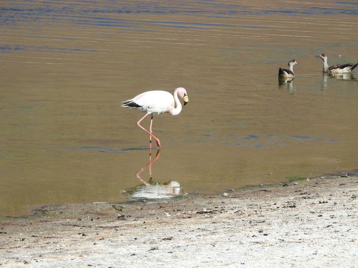 James's Flamingo - ML643742405