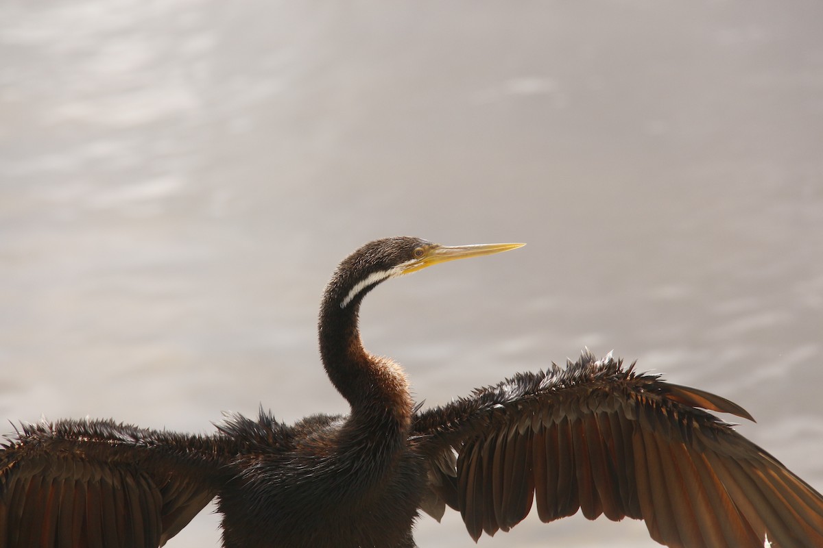 anhinga australská - ML643742409