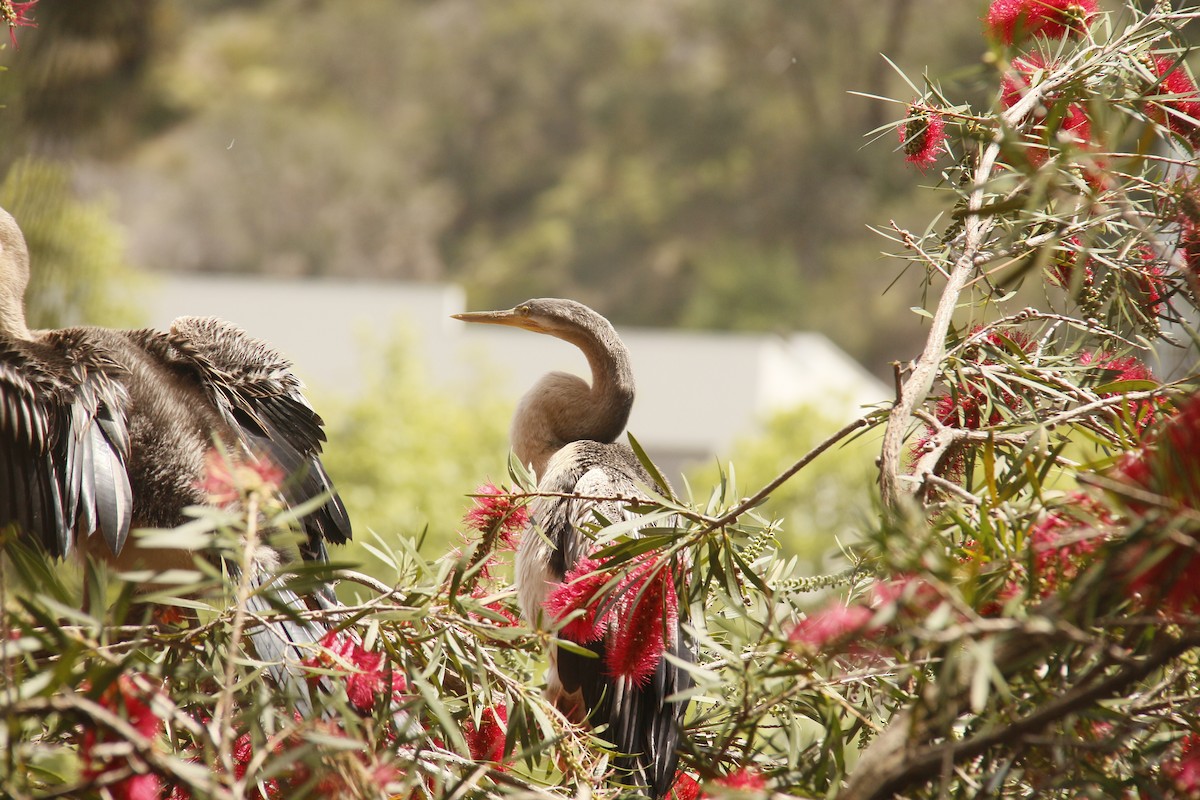 anhinga australská - ML643742410