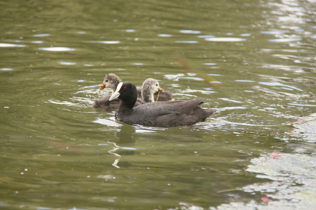 lyska černá - ML643742413