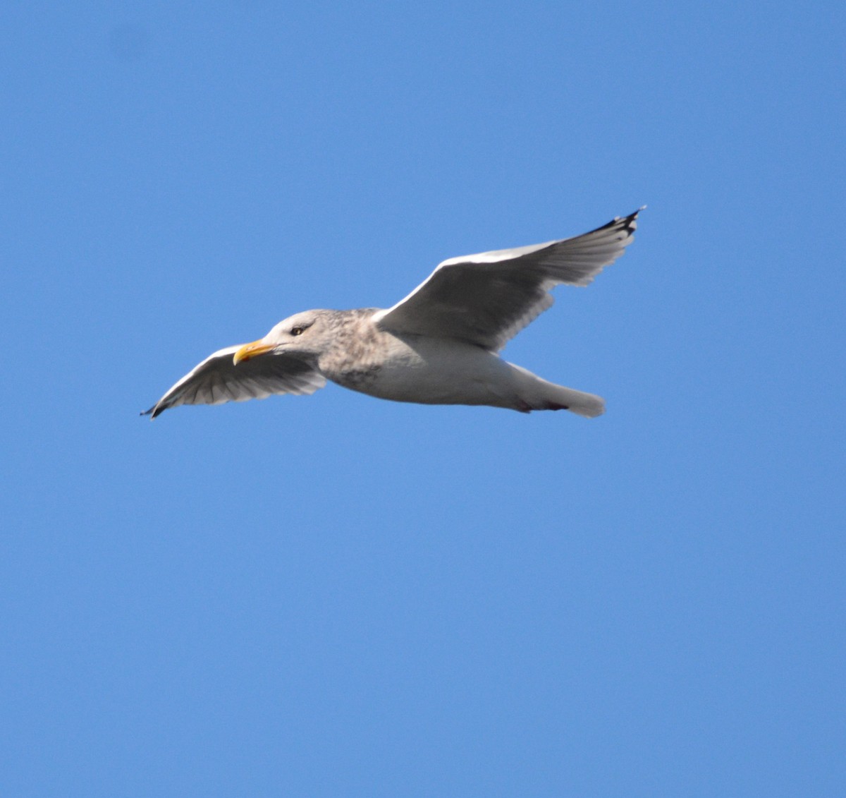 American Herring Gull - ML643742434