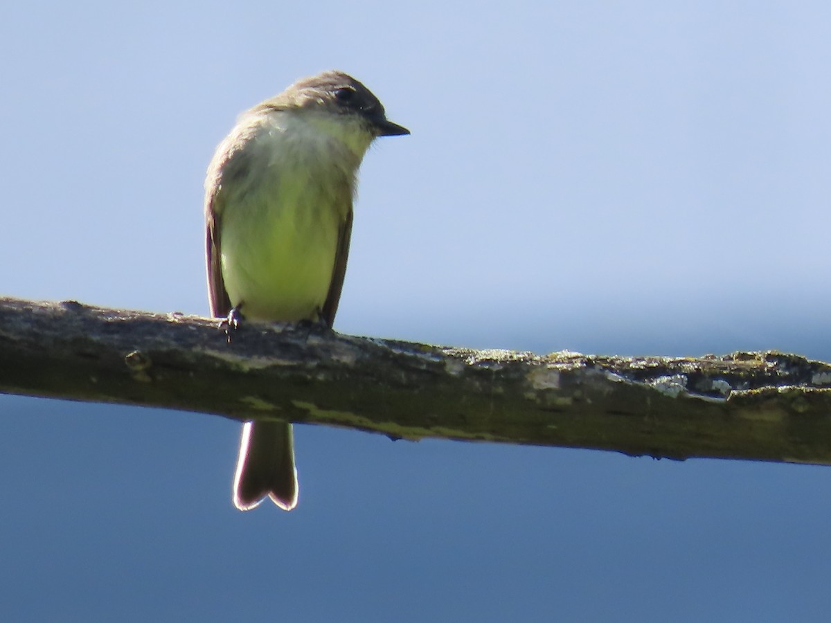Eastern Phoebe - ML643742460