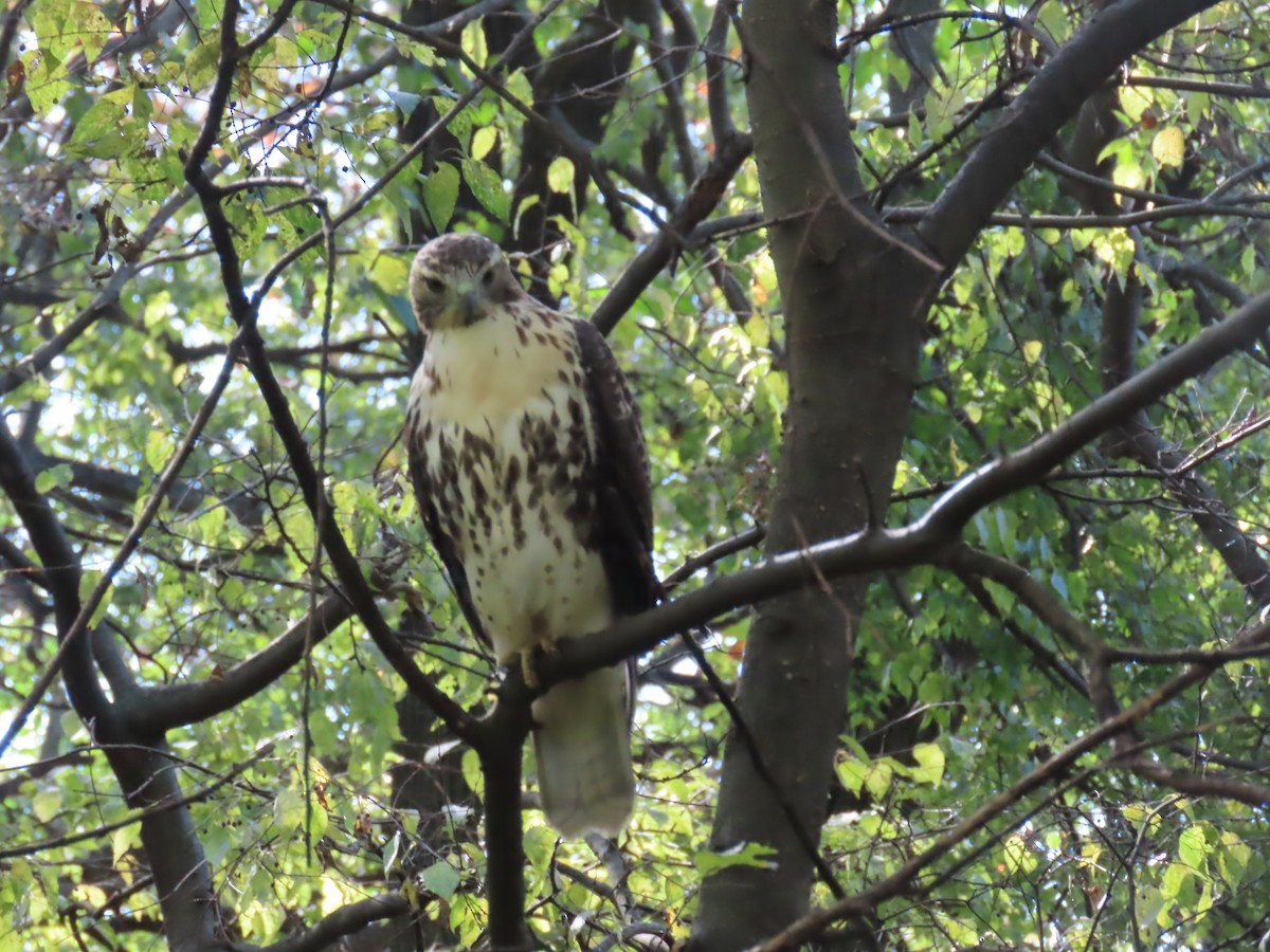 Red-tailed Hawk - ML643742470