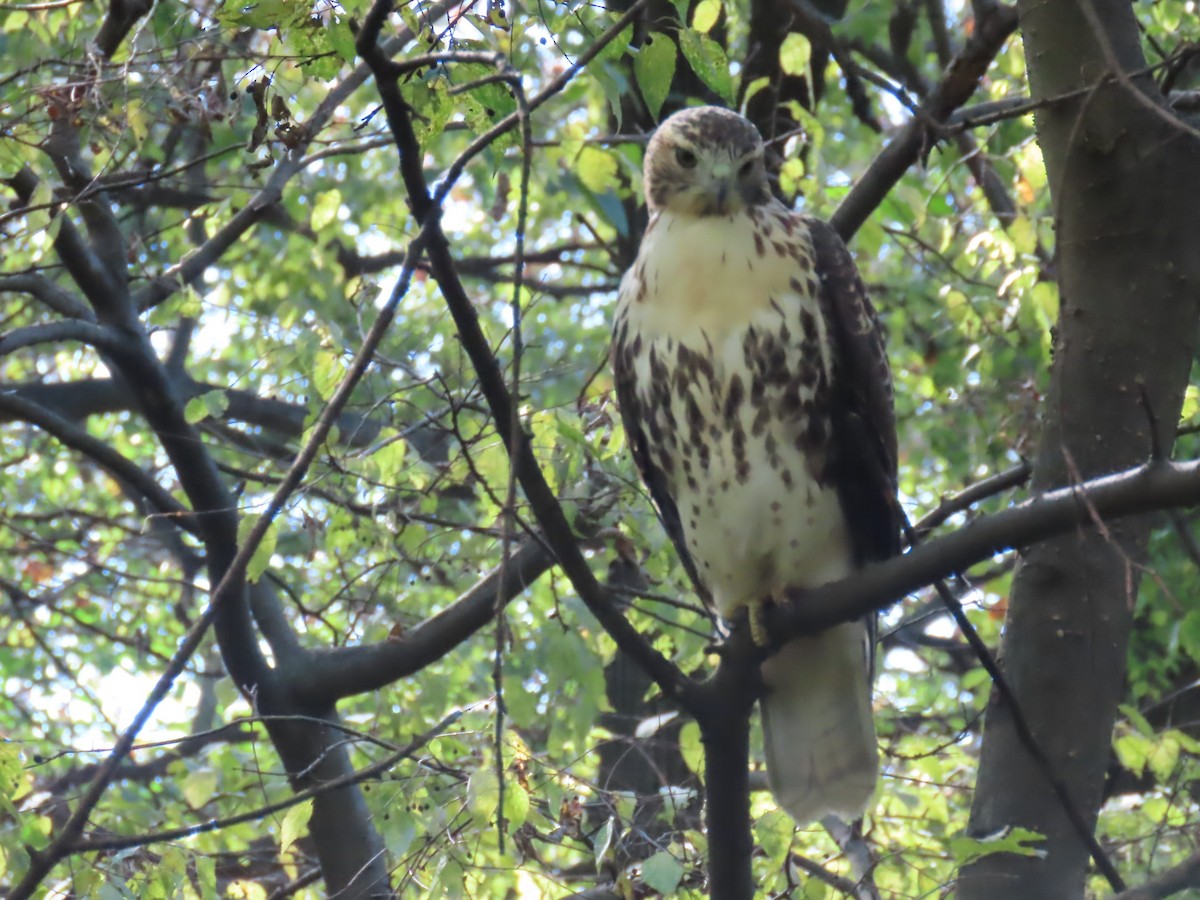 Red-tailed Hawk - ML643742483