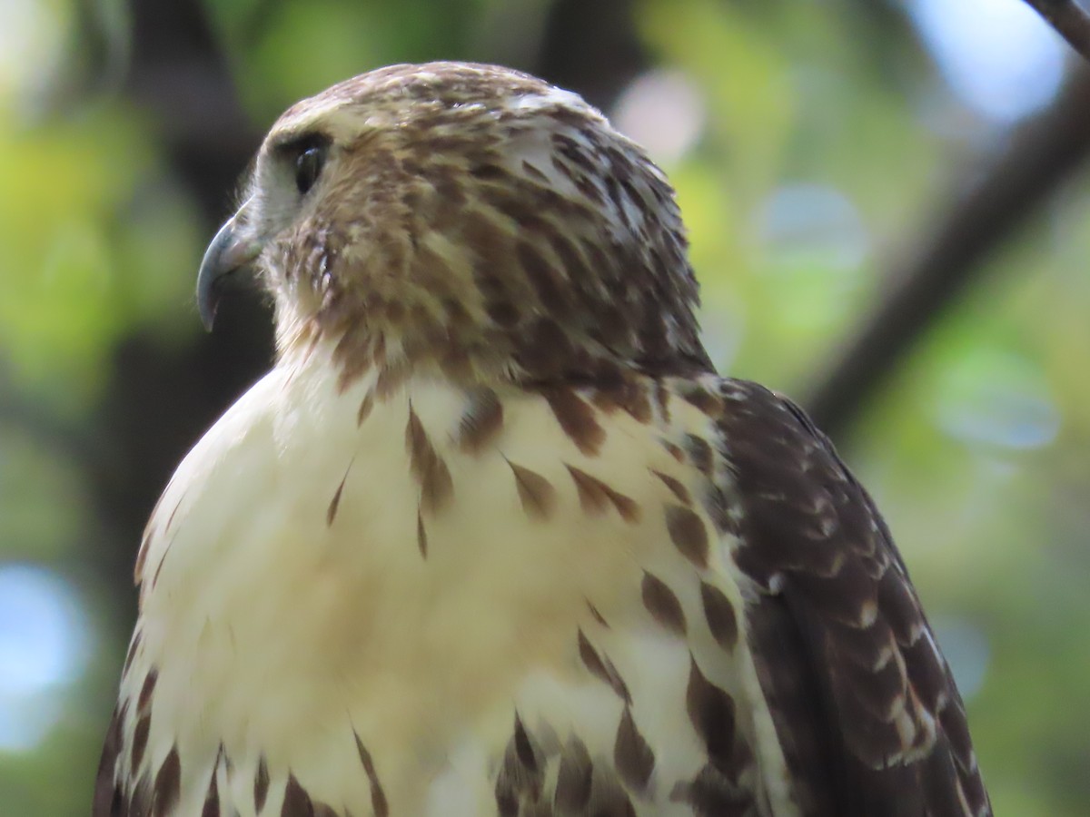 Red-tailed Hawk - ML643742498