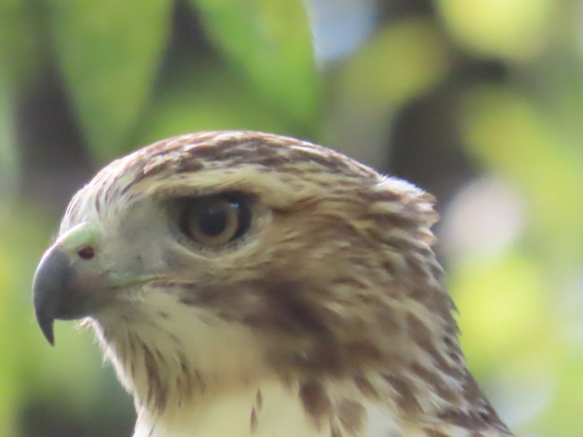Red-tailed Hawk - ML643742500