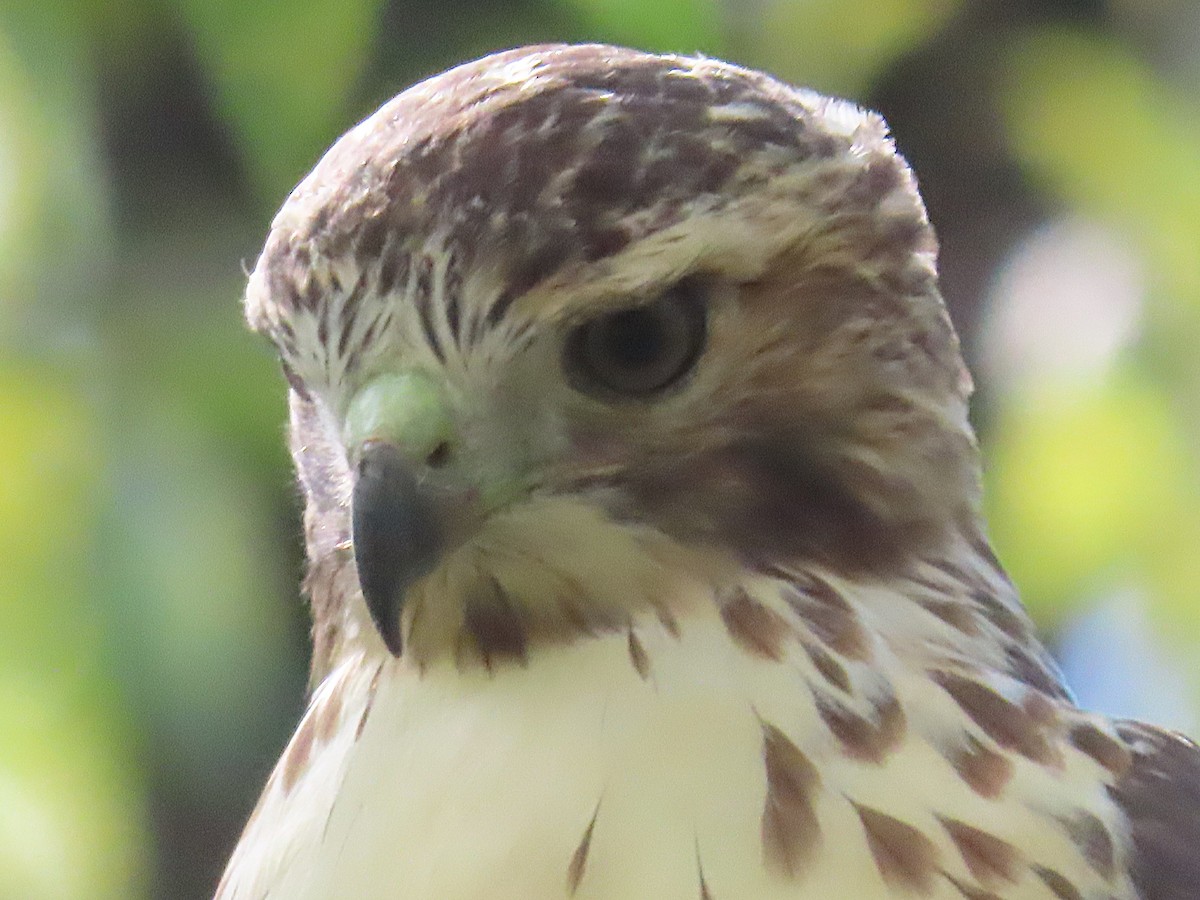 Red-tailed Hawk - ML643742505