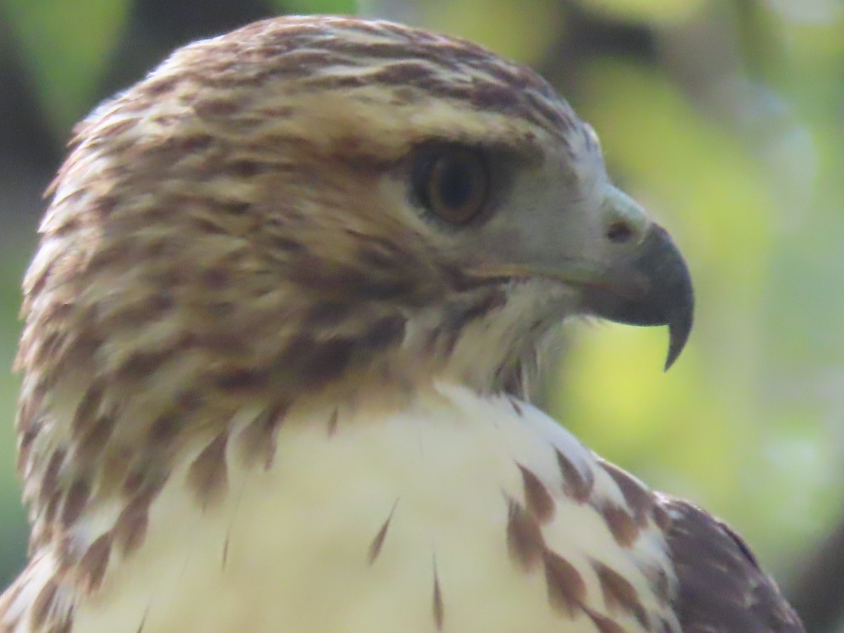 Red-tailed Hawk - ML643742517