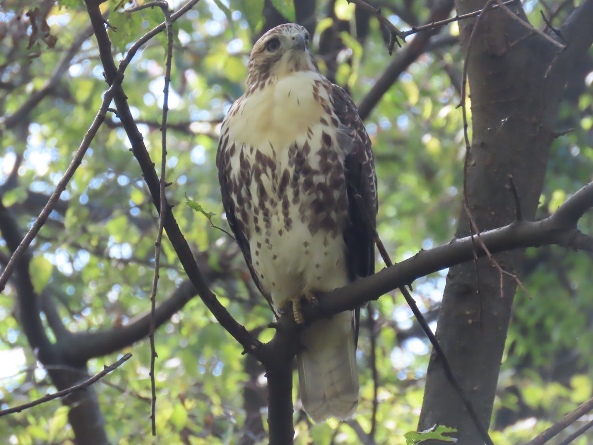 Red-tailed Hawk - ML643742537