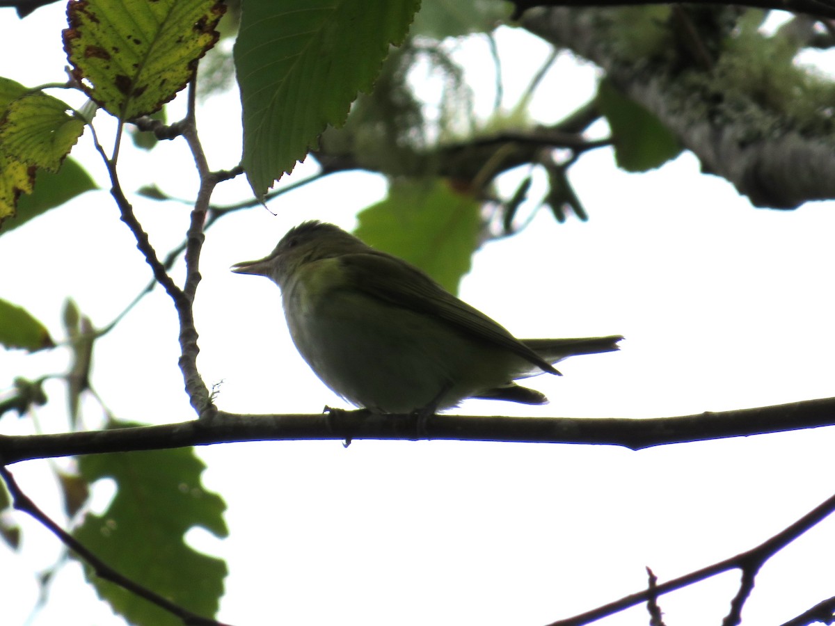 Yellow-green Vireo - ML643742538