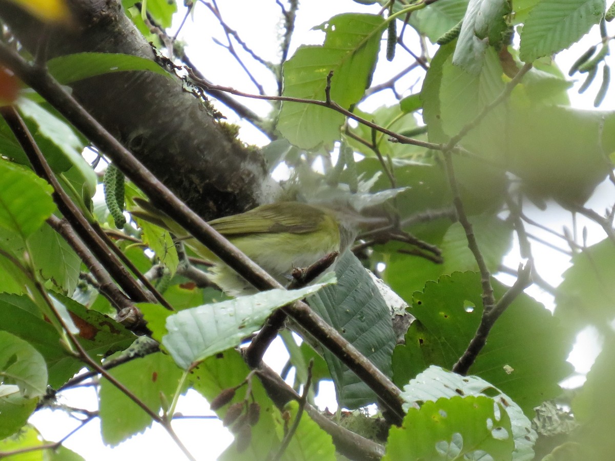Yellow-green Vireo - ML643742539