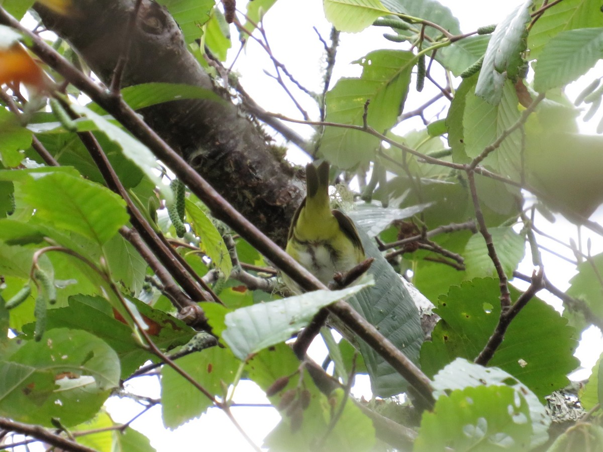 Yellow-green Vireo - ML643742540