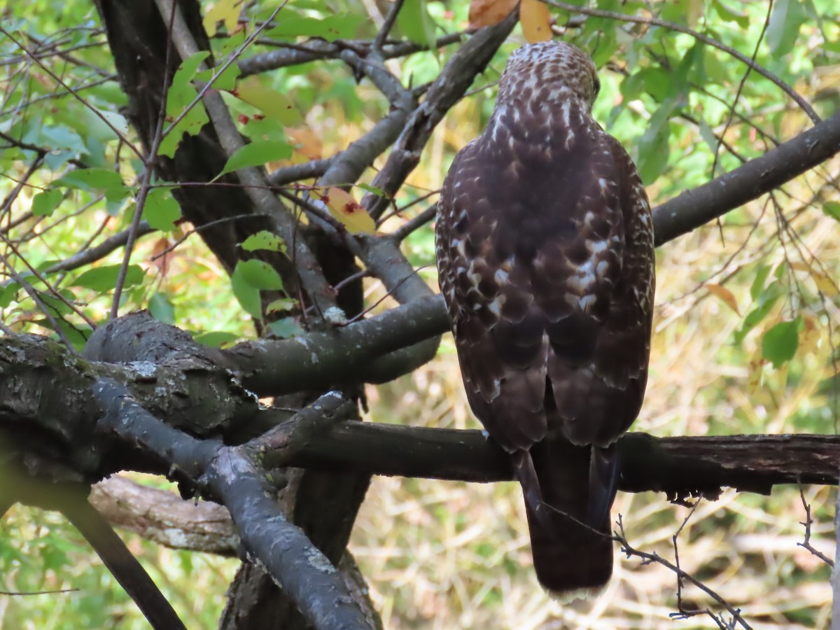 Red-tailed Hawk - ML643742543