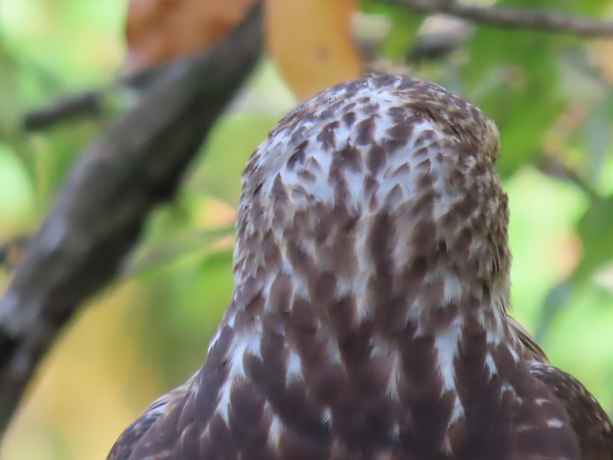 Red-tailed Hawk - ML643742547