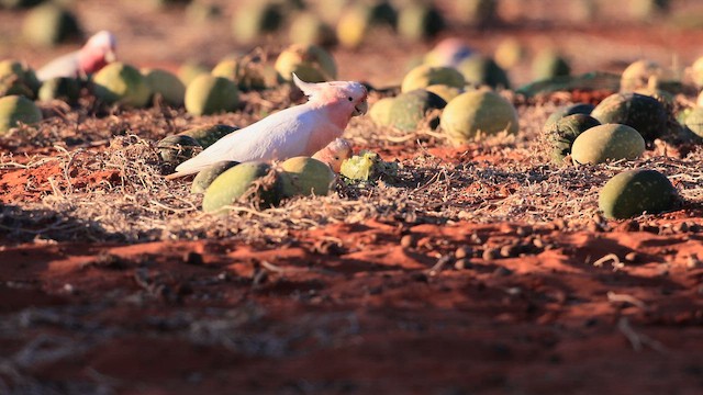 Pink Cockatoo - ML643742552