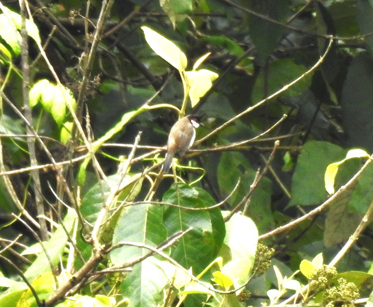 Red-whiskered Bulbul - ML643742558