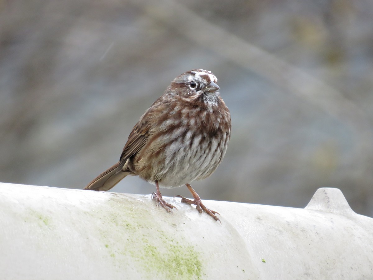 Song Sparrow - ML643742559