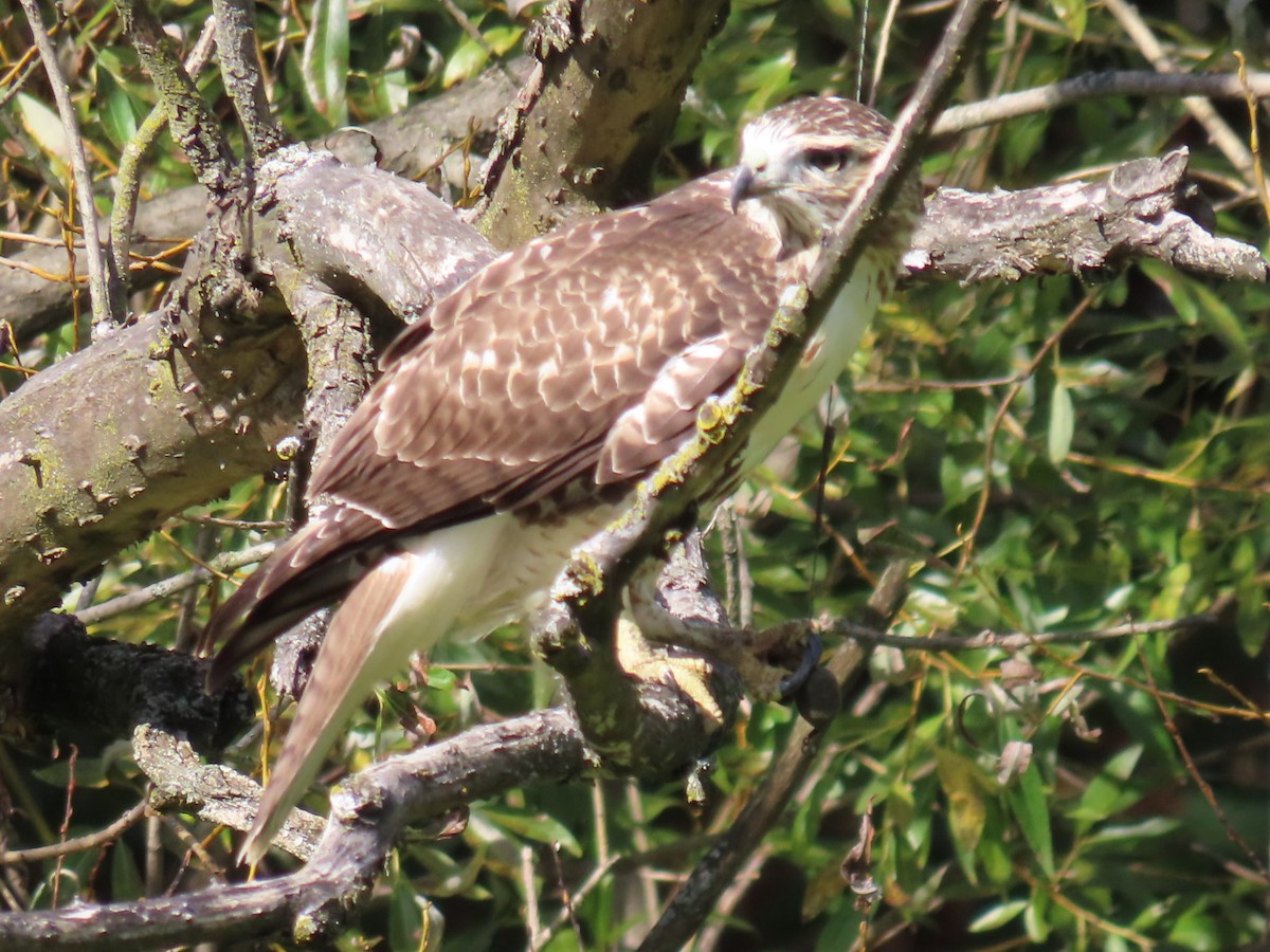Red-tailed Hawk - ML643742561