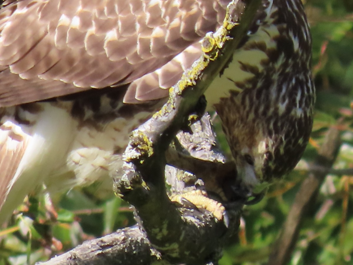 Red-tailed Hawk - ML643742562
