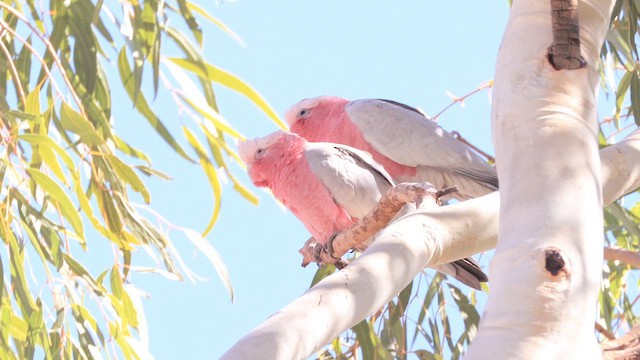 Galah - ML643742563