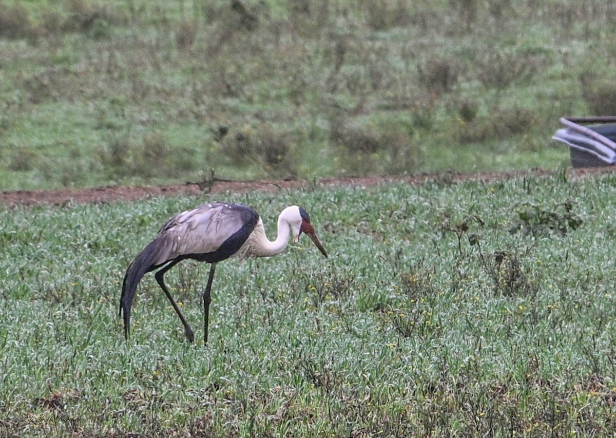 ホオカザリヅル - ML643742579